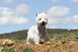 WESTIE 032